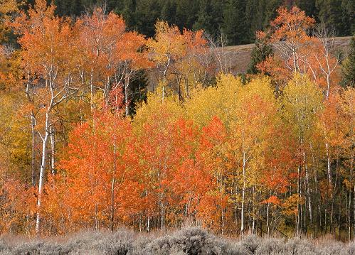 trees changing colors in aspen